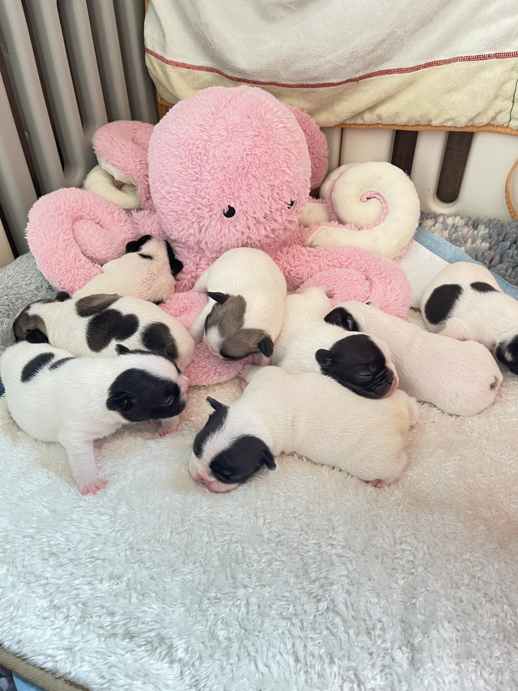 Chiot Bouledogue français des Révélations Du Marais
