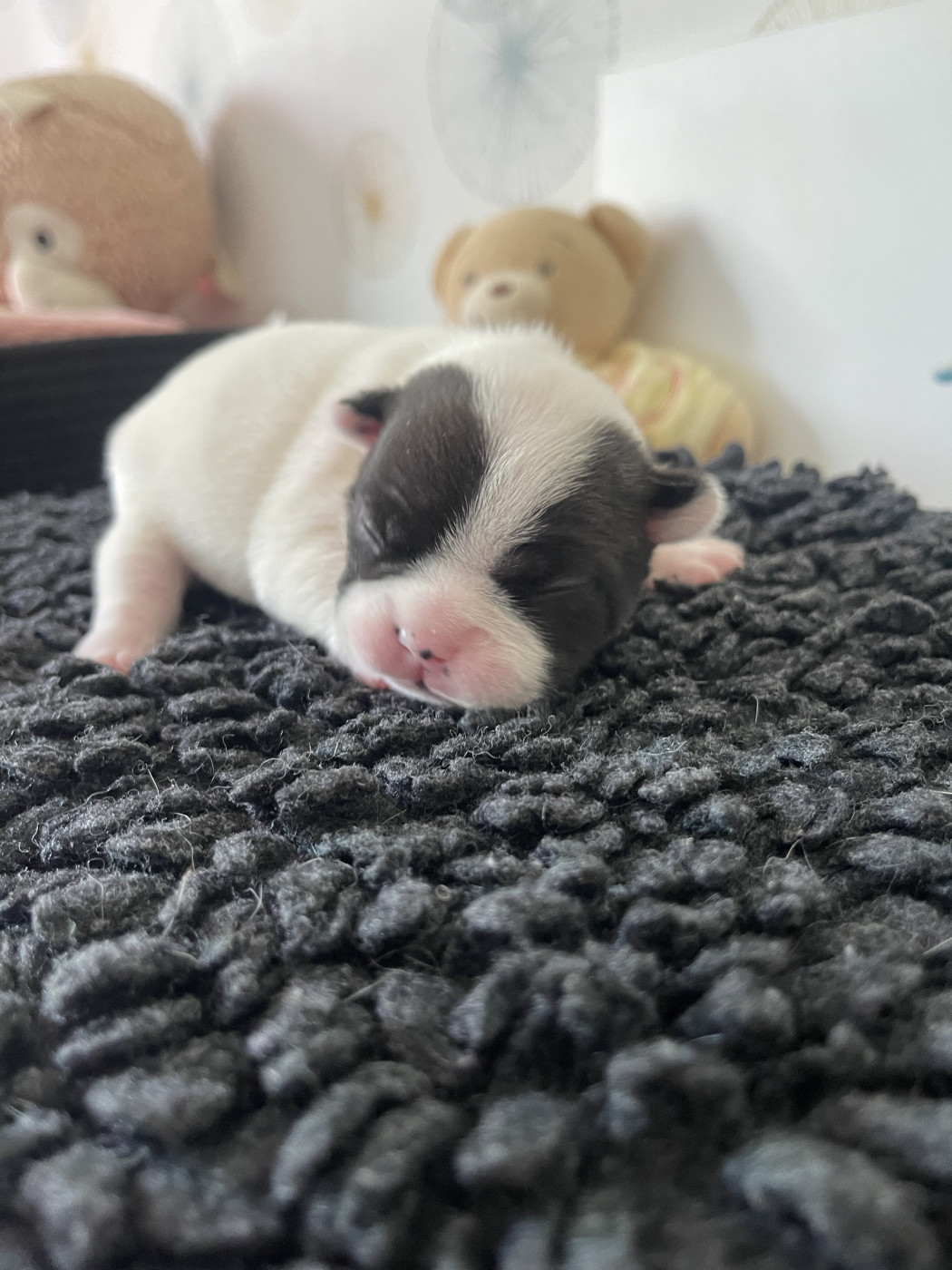 des Révélations Du Marais - Chiots disponibles - Bouledogue français