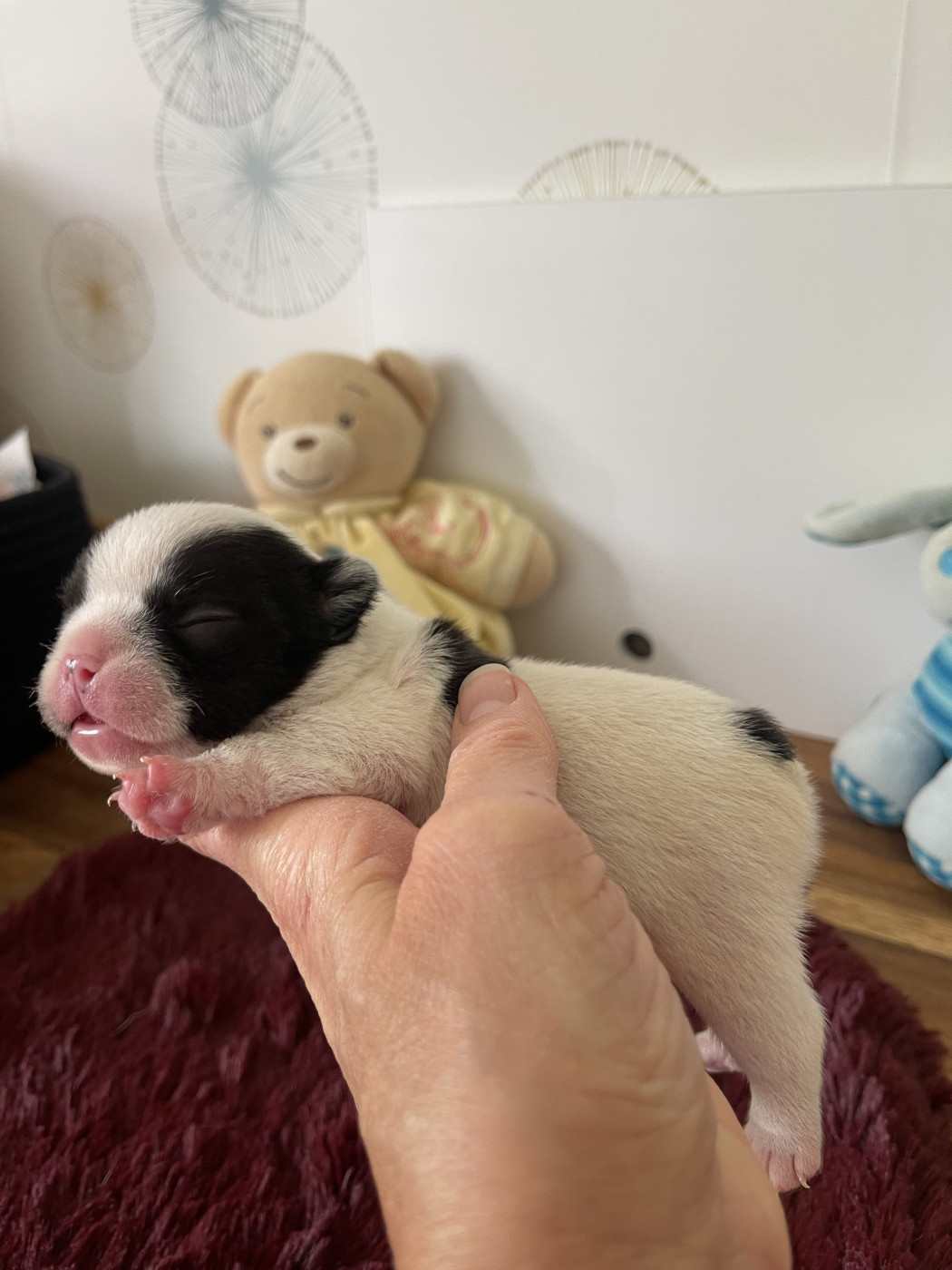 des Révélations Du Marais - Chiots disponibles - Bouledogue français