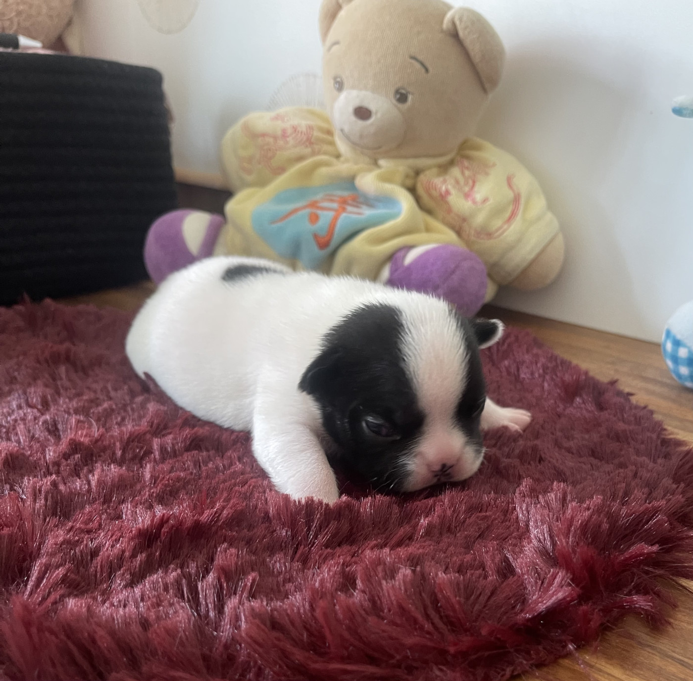 des Révélations Du Marais - Chiots disponibles - Bouledogue français