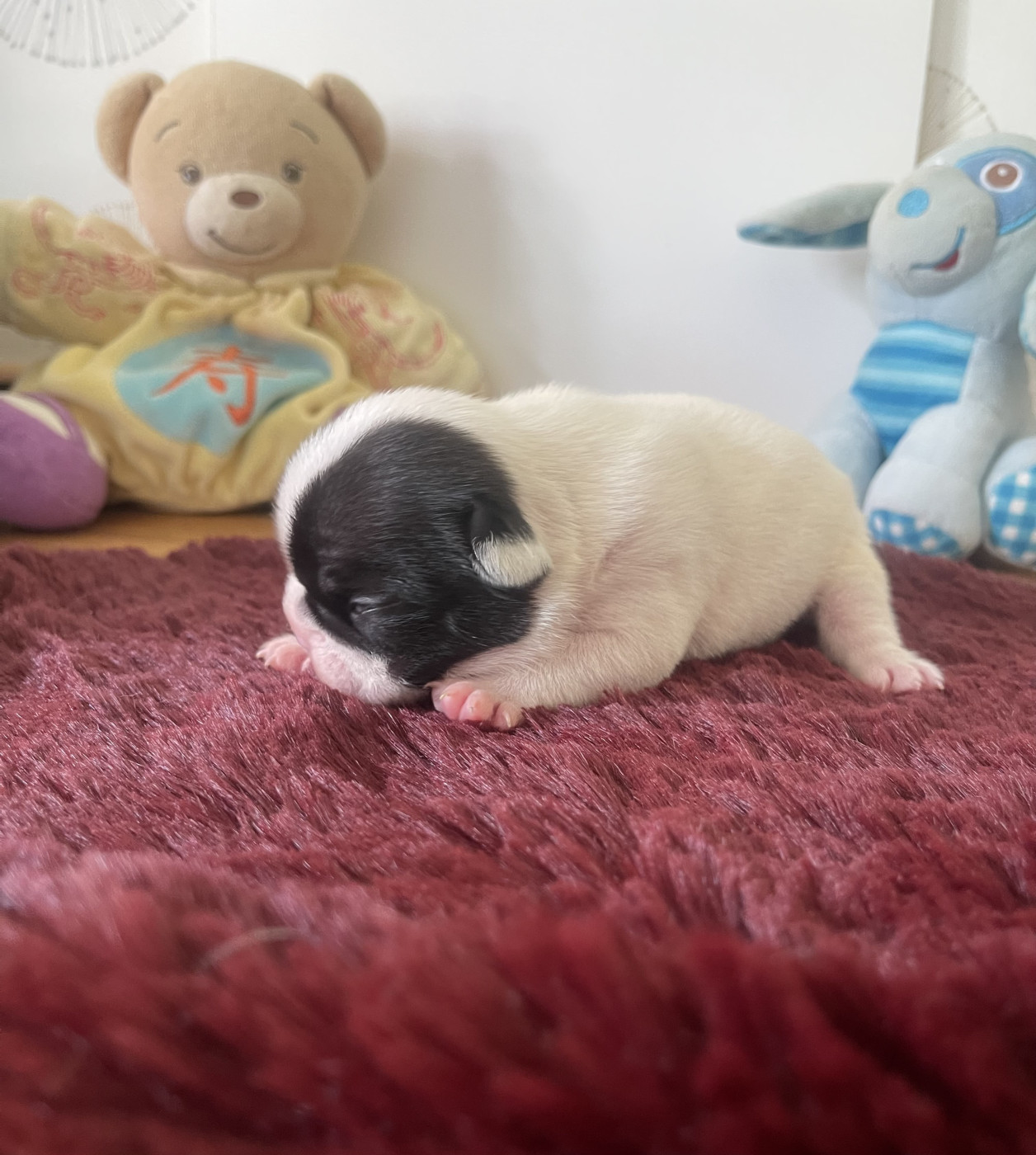 des Révélations Du Marais - Chiots disponibles - Bouledogue français
