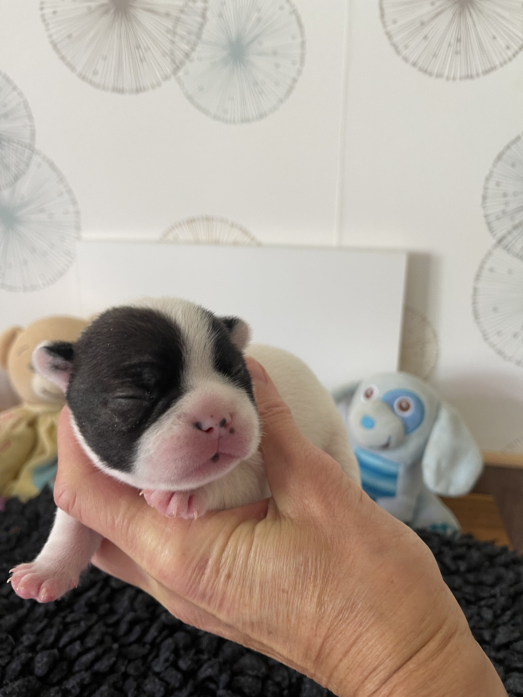 des Révélations Du Marais - Chiots disponibles - Bouledogue français