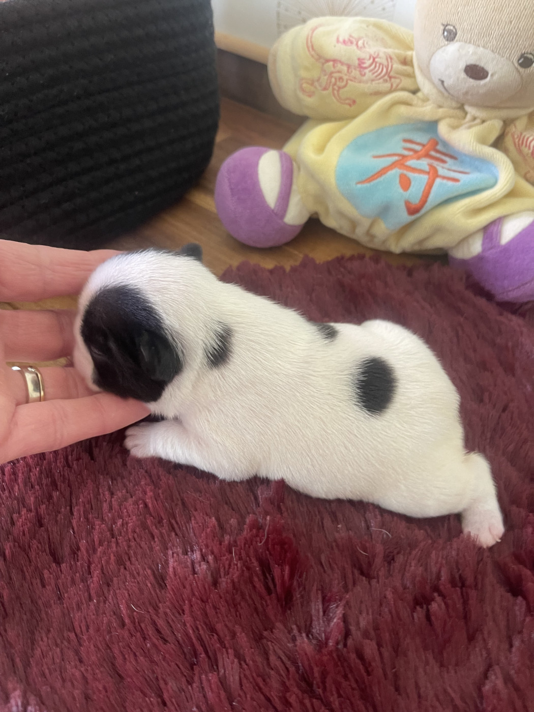 des Révélations Du Marais - Chiots disponibles - Bouledogue français