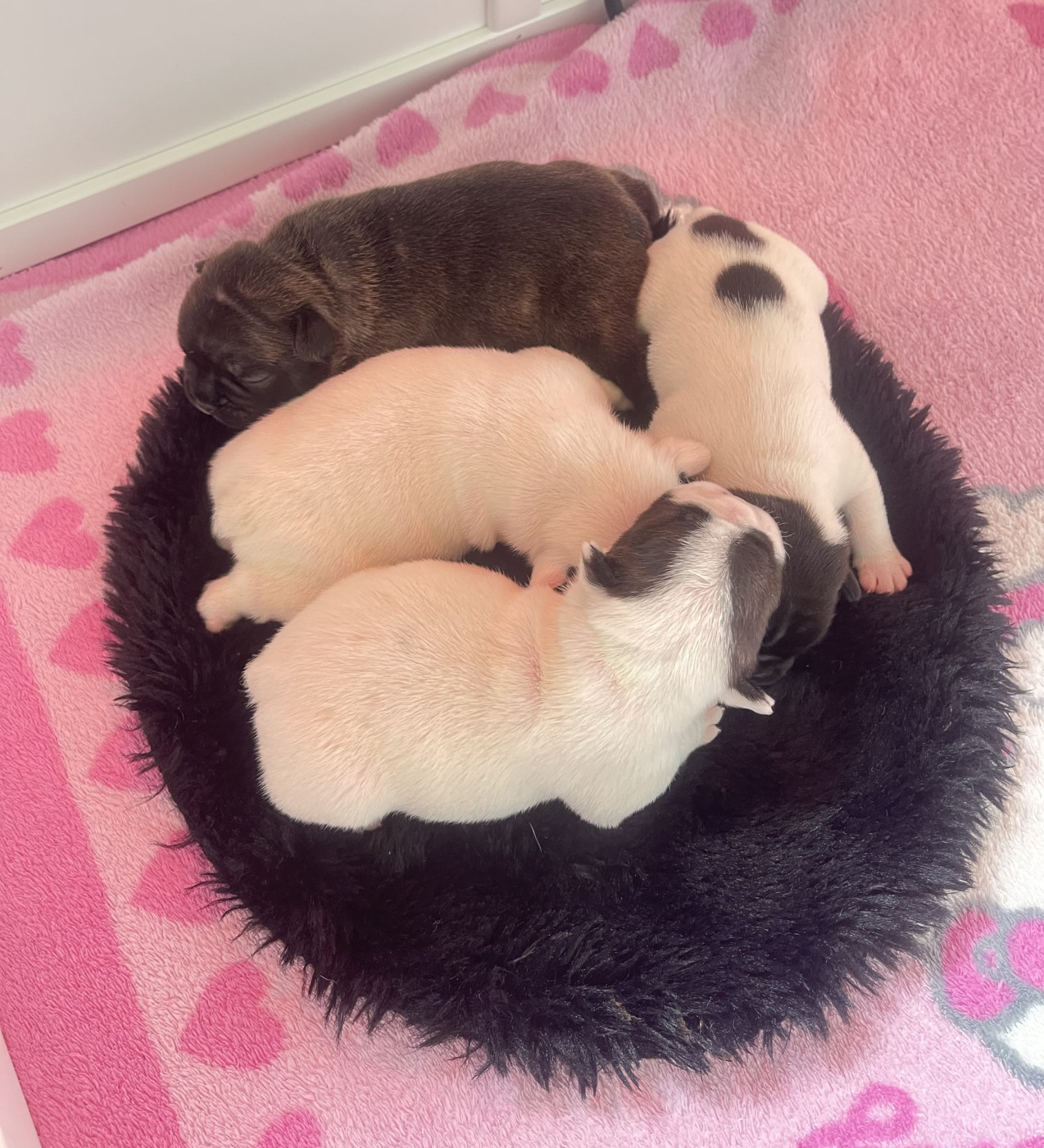 Chiot Bouledogue français des Révélations Du Marais