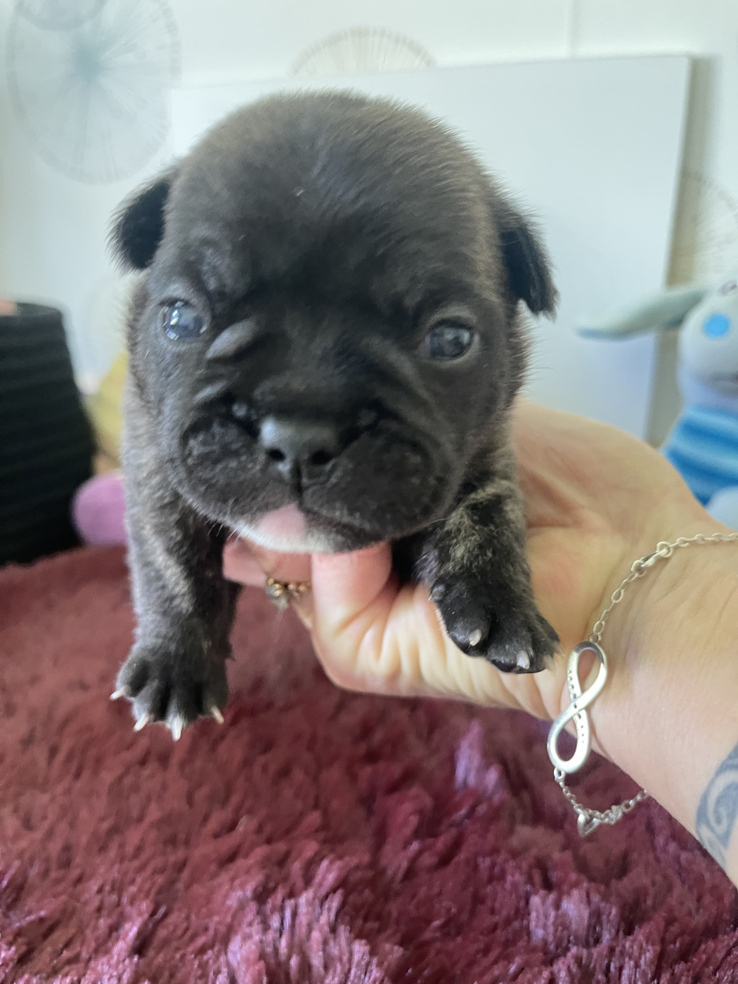 des Révélations Du Marais - Chiots disponibles - Bouledogue français