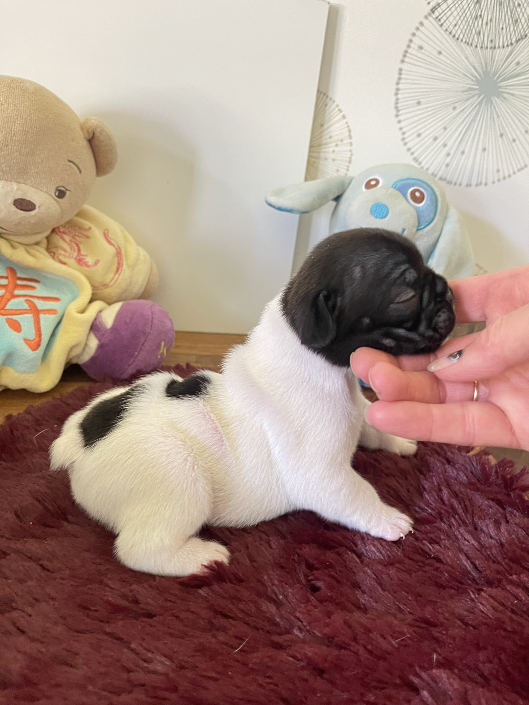 des Révélations Du Marais - Chiots disponibles - Bouledogue français