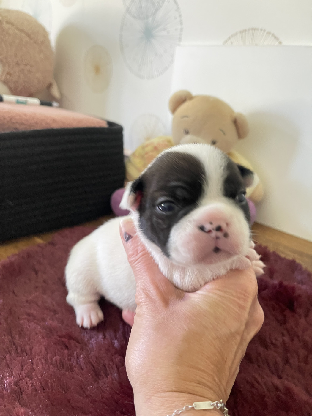 des Révélations Du Marais - Chiots disponibles - Bouledogue français