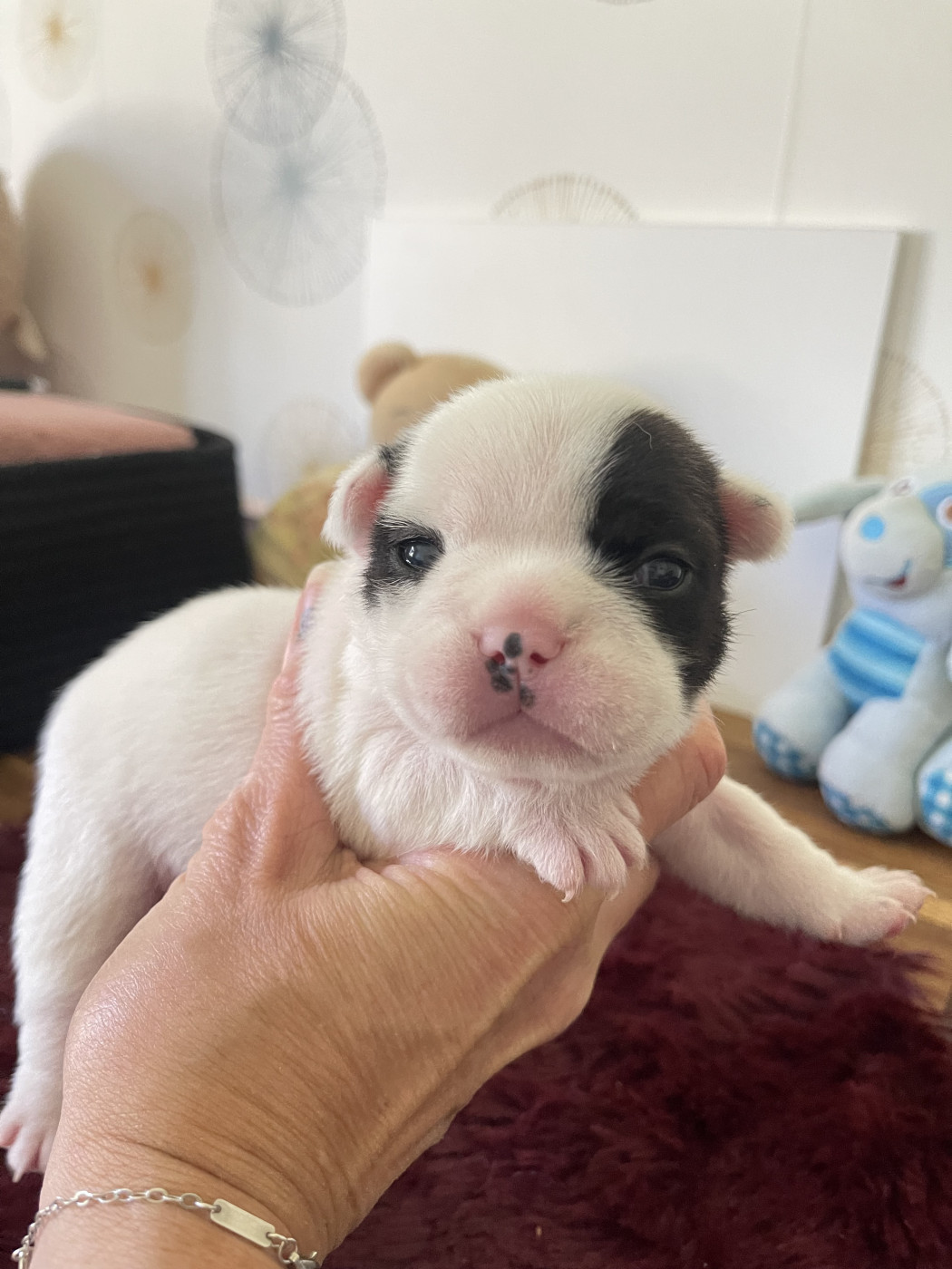des Révélations Du Marais - Chiots disponibles - Bouledogue français