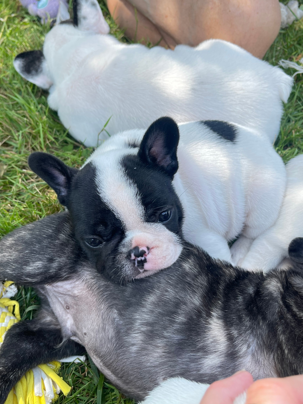 des Révélations Du Marais - Chiots disponibles - Bouledogue français