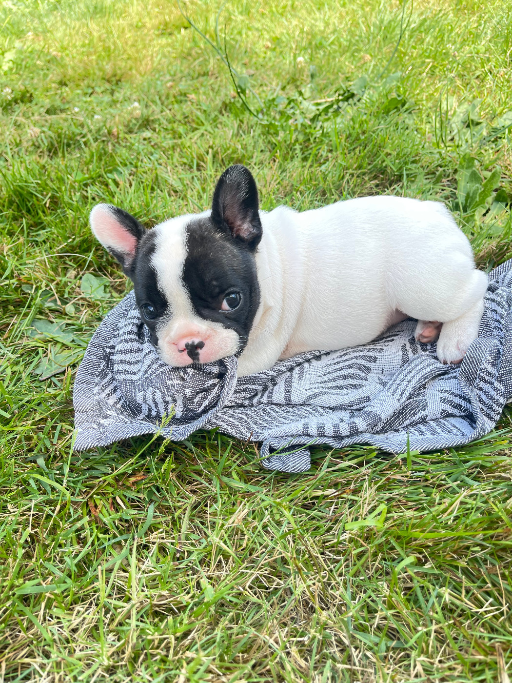 des Révélations Du Marais - Chiots disponibles - Bouledogue français