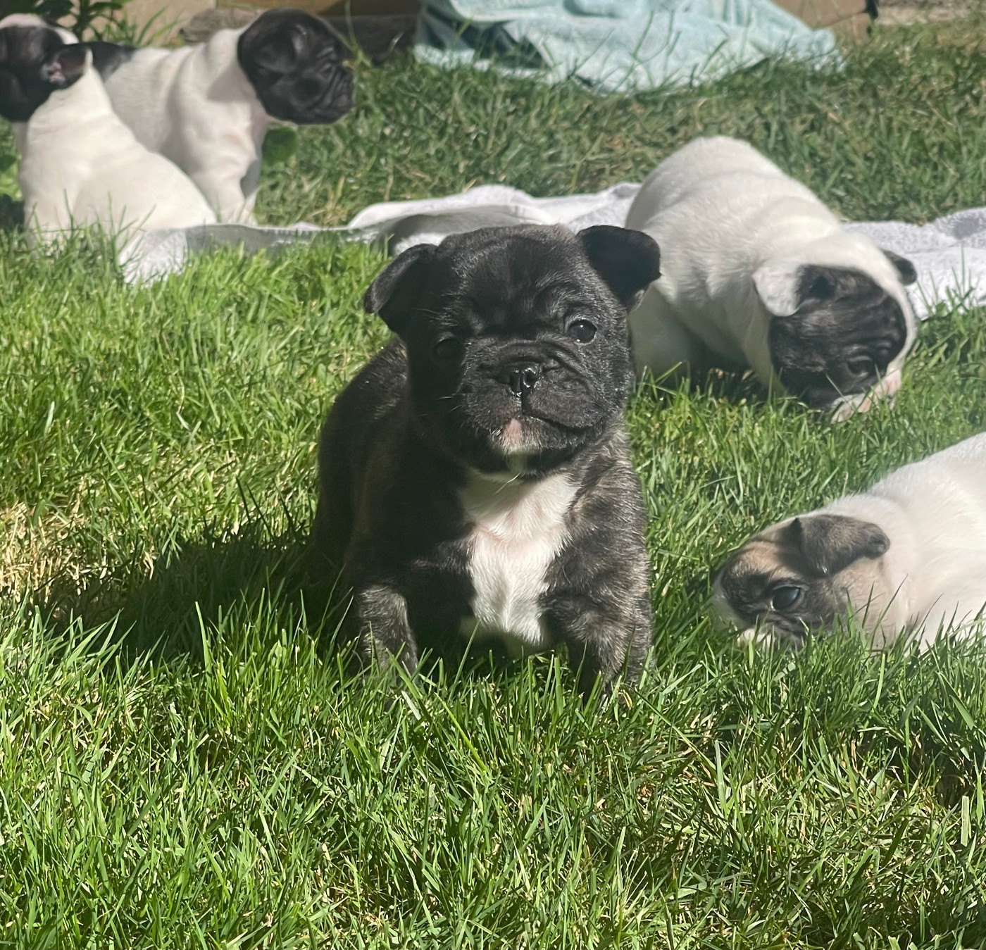 des Révélations Du Marais - Chiots disponibles - Bouledogue français