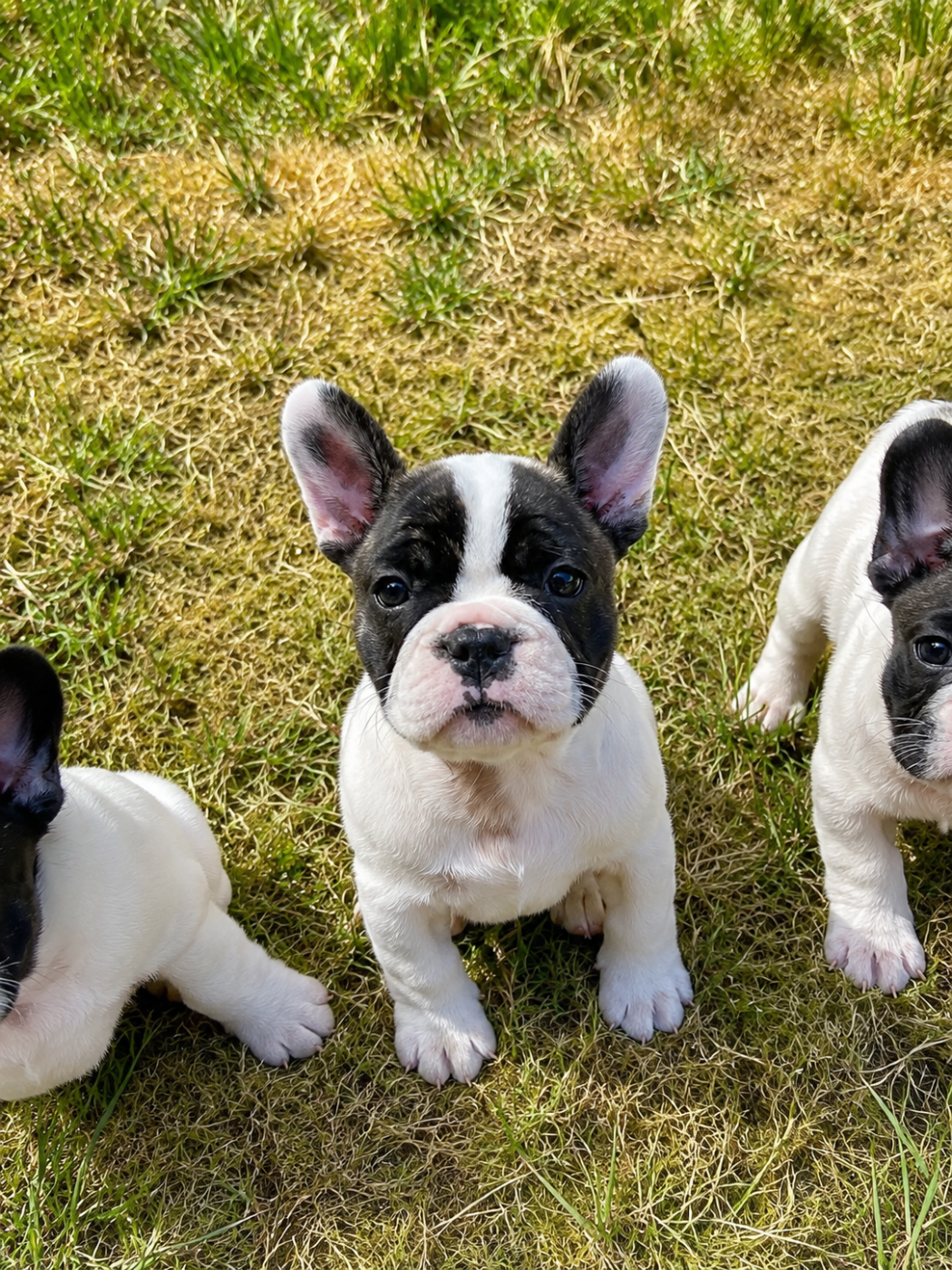 des Révélations Du Marais - Chiots disponibles - Bouledogue français