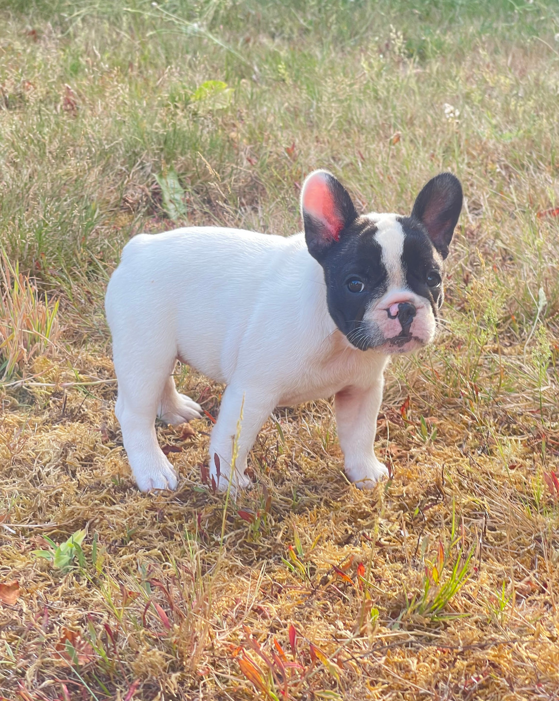 des Révélations Du Marais - Chiots disponibles - Bouledogue français