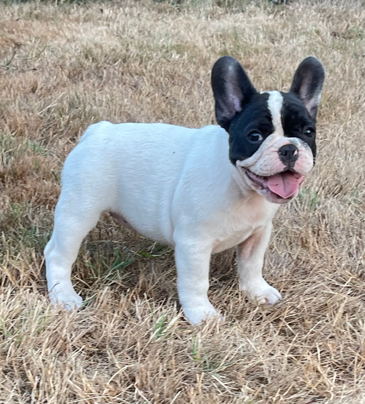 des Révélations Du Marais - Chiots disponibles - Bouledogue français