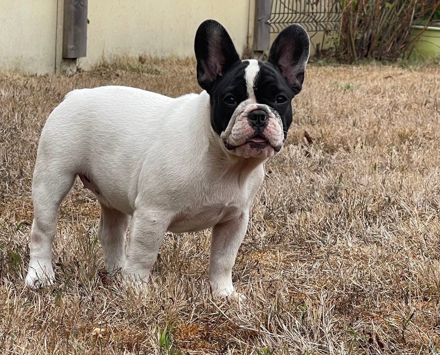 des Révélations Du Marais - Chiots disponibles - Bouledogue français