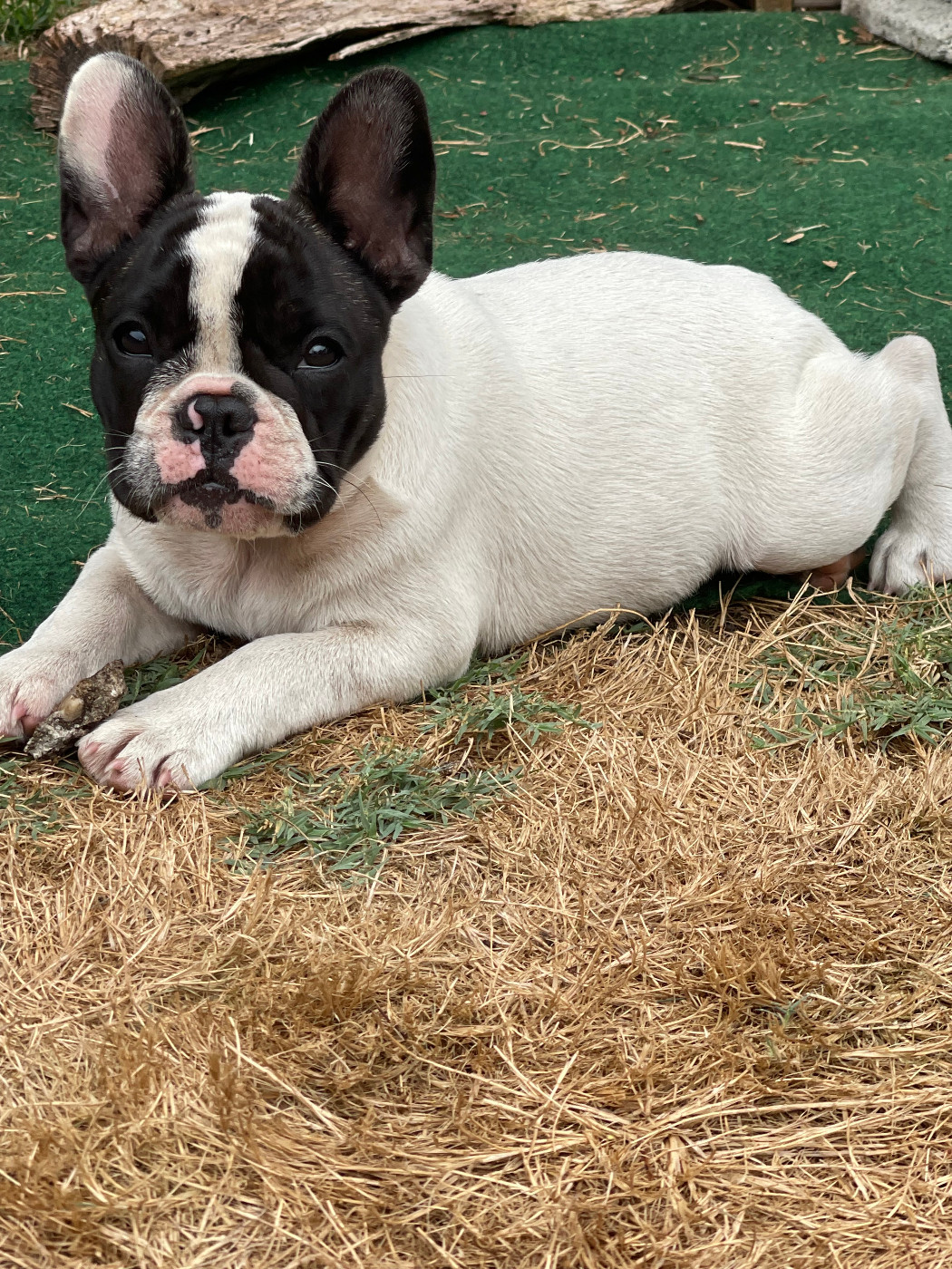 des Révélations Du Marais - Chiots disponibles - Bouledogue français