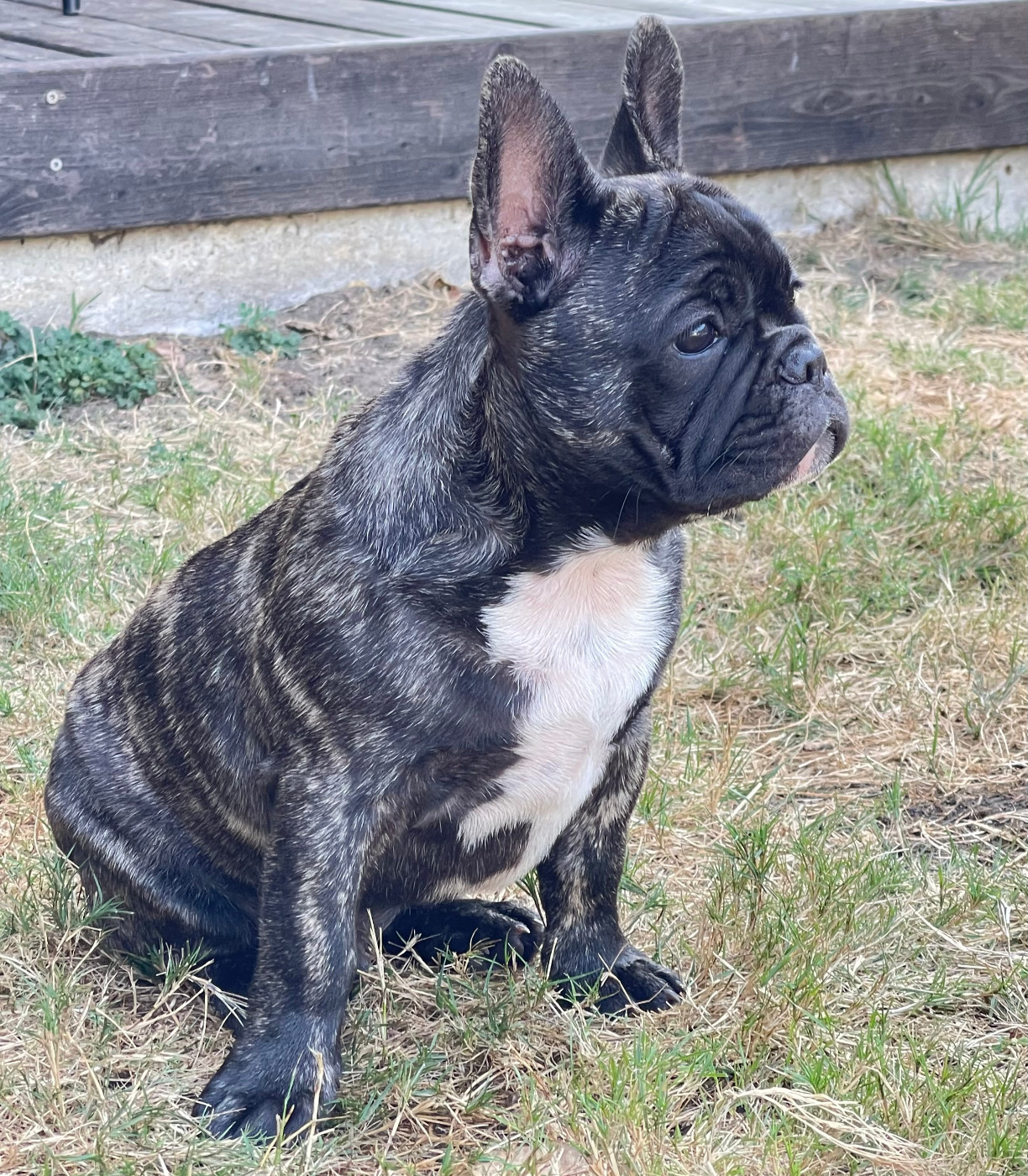des Révélations Du Marais - Chiots disponibles - Bouledogue français