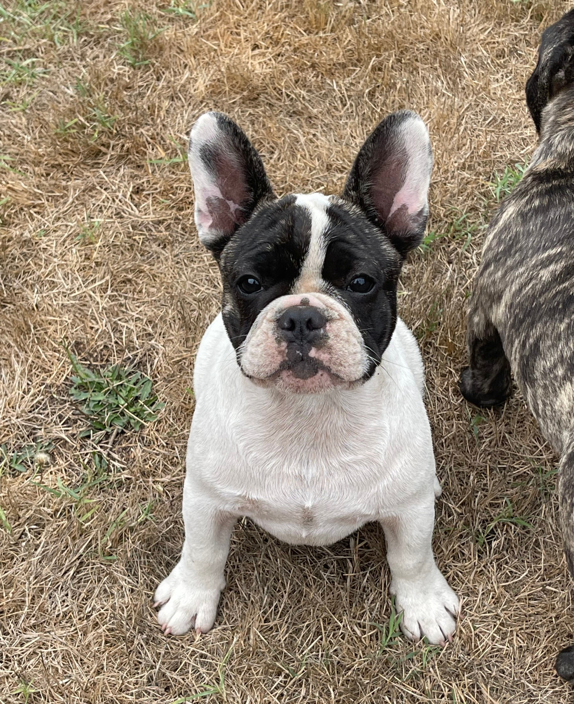 des Révélations Du Marais - Chiots disponibles - Bouledogue français