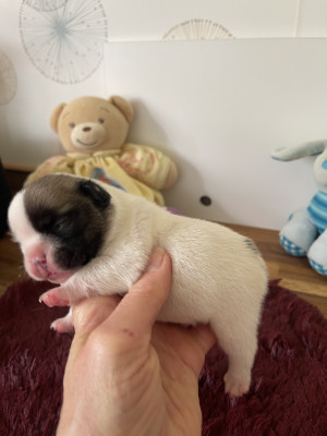 Chiot N°5