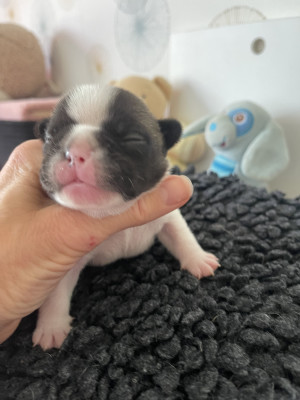 Chiot N°6